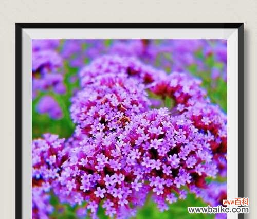 紫色薰衣草花语有哪些寓意？它代表了什么含义？