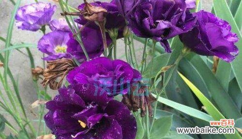 紫色洋桔梗代表什么？花语和寓意有哪些？