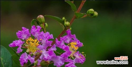 紫色玉兰花代表什么？它的象征意义有哪些？