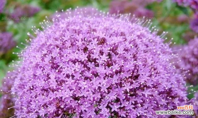 紫色玉兰花代表什么？它的象征意义有哪些？