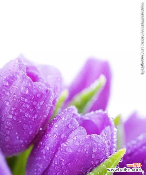紫色郁金香代表什么？紫色郁金香的象征意义有哪些？