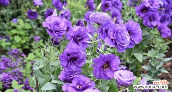 紫色洋桔梗代表什么花语？其寓意有哪些常见问题？