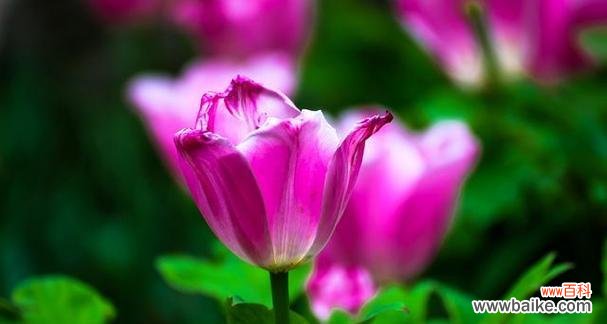 紫色郁金香代表什么含义？花语解读与送花指南？