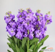 紫色紫罗兰花语是什么？紫色紫罗兰代表什么含义？