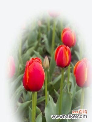 紫色郁金香代表什么？紫色郁金香花语有哪些含义？