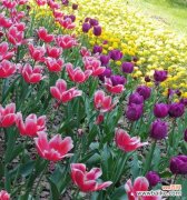 紫色郁金香代表什么？紫色郁金香花语有哪些含义？