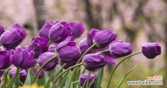 紫色郁金香代表什么含义？花语背后的故事是什么？