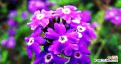 紫色紫罗兰花语代表什么？了解其深层含义和象征意义？