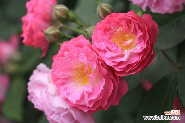 小果蔷薇的病虫害防治