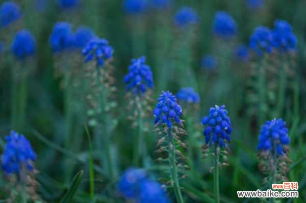 葡萄风信子长虫了怎么办