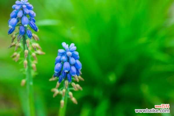 葡萄风信子长虫了怎么办