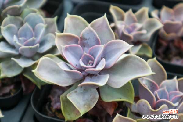 紫珍珠黄叶的原因和处理办法