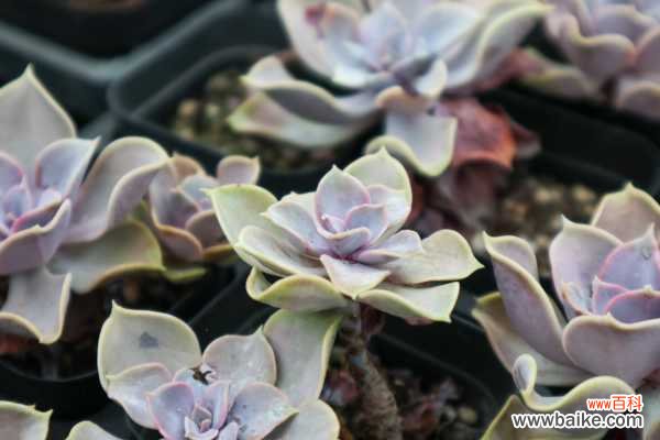 紫珍珠黄叶的原因和处理办法