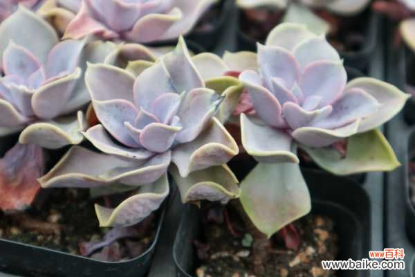 紫珍珠黄叶的原因和处理办法