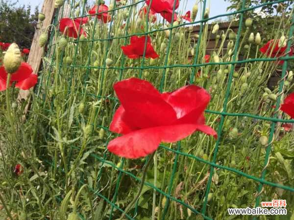 虞美人上长虫子怎么办