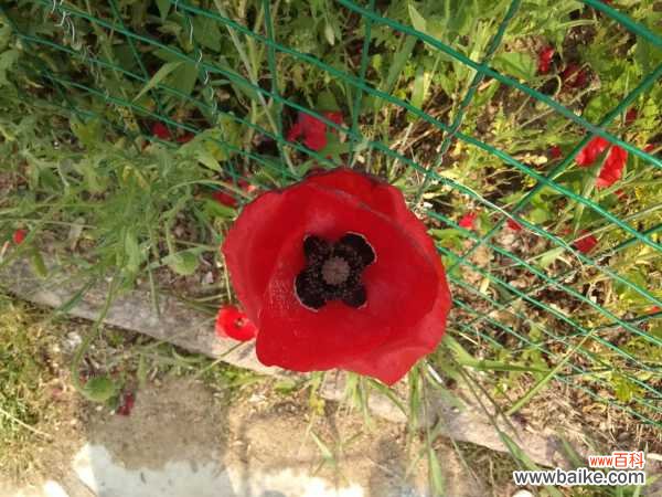 虞美人上长虫子怎么办