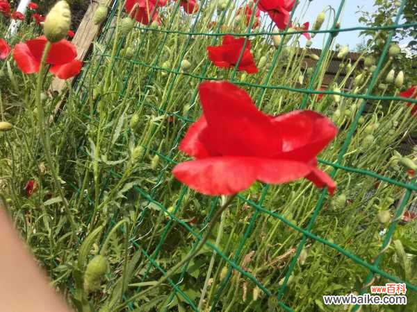 虞美人上长虫子怎么办