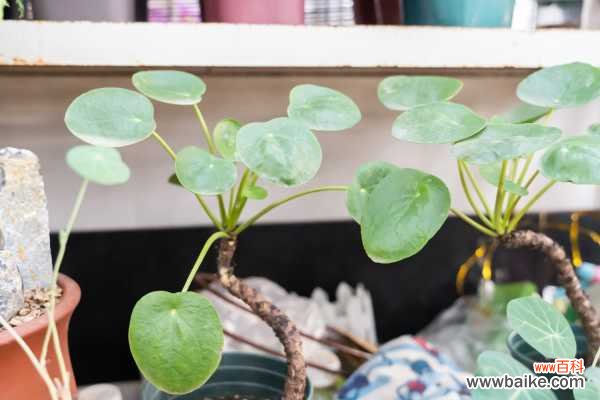 镜面草长虫怎么办