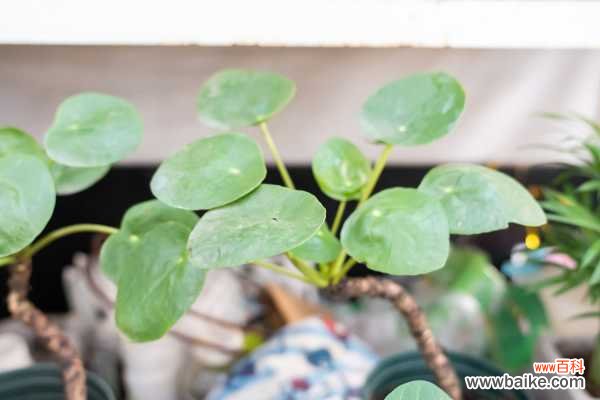 镜面草长虫怎么办