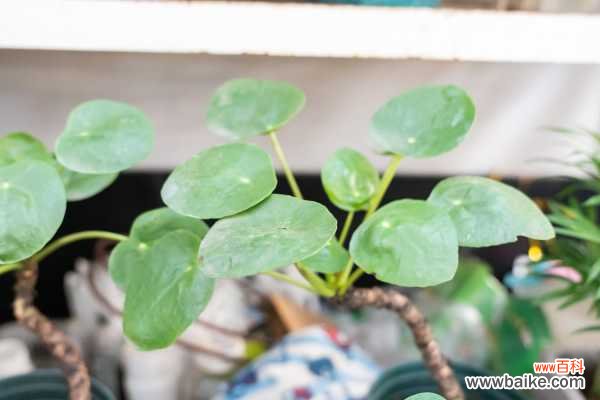 镜面草长虫怎么办