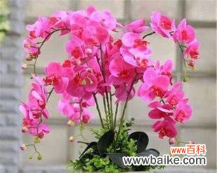 探索蝴蝶兰寓意的奇妙世界 蝴蝶兰之美——寓意与象征