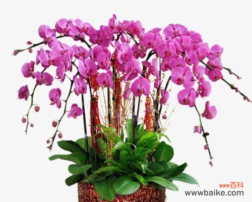 探索蝴蝶兰寓意的奇妙世界 蝴蝶兰之美——寓意与象征