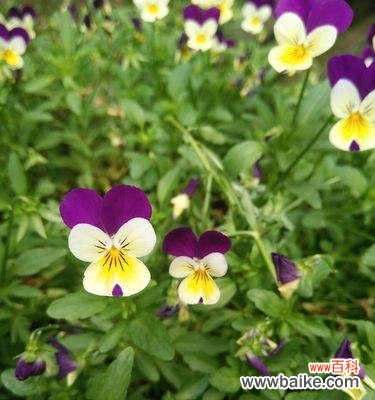 探索蝴蝶花的花语和美丽之谜 蝴蝶花花语