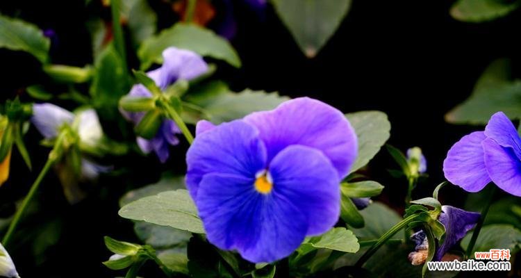 探索蝴蝶花的花语和美丽之谜 蝴蝶花花语