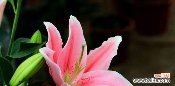 百合花的花语是什么?不同颜色的百合花代表什么含义?