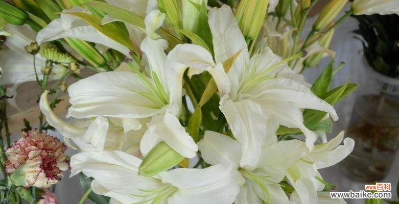 百合花的花语是什么?不同颜色的百合花代表什么含义?