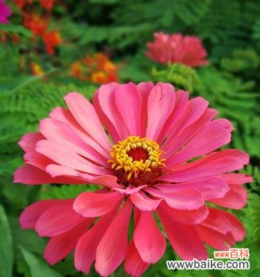 百日草的花语是什么?如何用百日草表达情感?