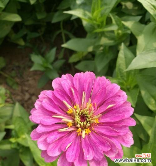 百日草的花语是什么?如何用百日草表达情感?