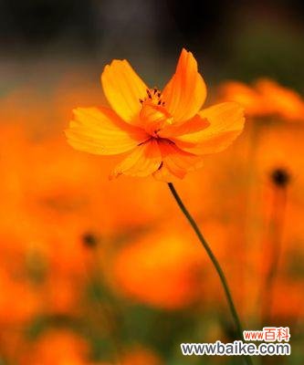 百日草的花语是什么?如何用百日草表达情感?