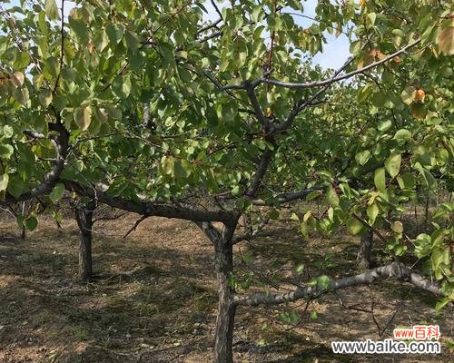 半冠树是什么意思？半冠树的定义和特点是什么？