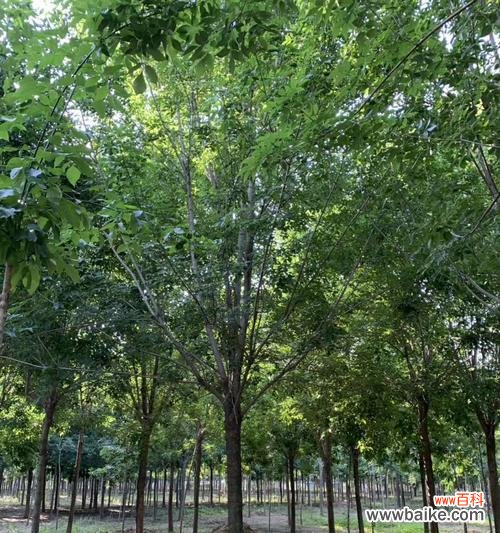 半冠树是什么意思？半冠树的定义和特点是什么？