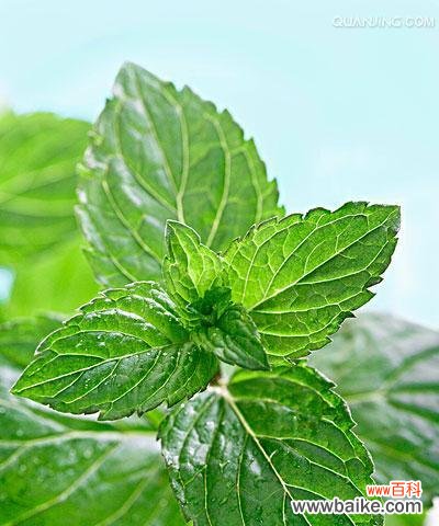 薄荷的花语是什么?薄荷花象征着怎样的情感?