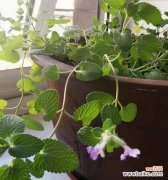 薄荷的花语是什么？薄荷花象征着怎样的情感？