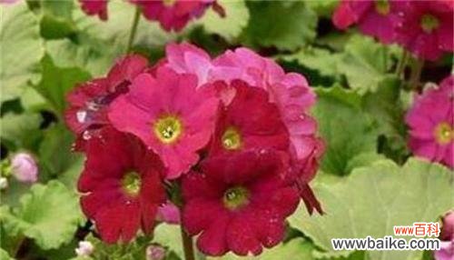 报春花的花语是什么?有哪些关于报春花的传说故事?