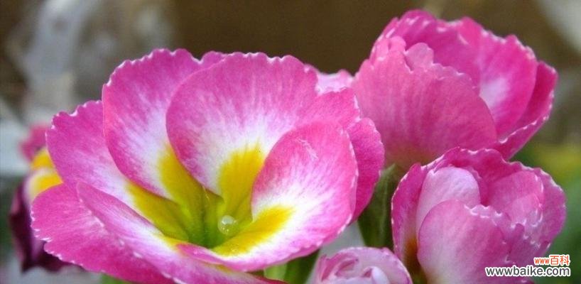 报春花的花语是什么?有哪些关于报春花的传说故事?