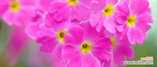 报春花的花语是什么?有哪些关于报春花的传说故事?