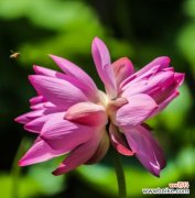 并蒂莲象征着什么？并蒂莲的寓意和文化内涵有哪些？