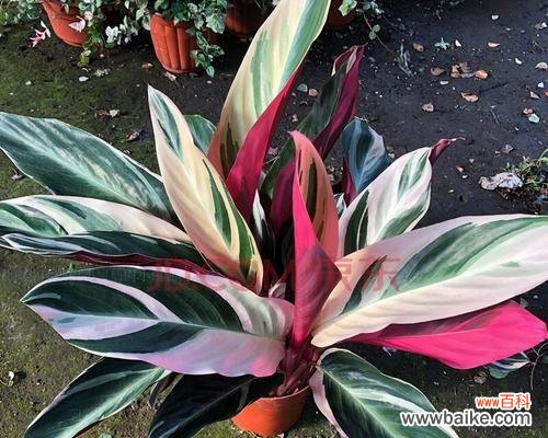 豹纹竹芋花语是什么?了解其独特含义和象征意义?