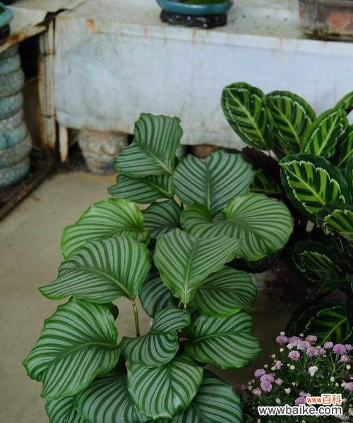 豹纹竹芋花语是什么?了解其独特含义和象征意义?