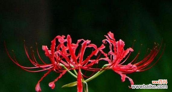 彼岸花的花语是什么?如何解读彼岸花的深层含义?
