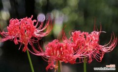 彼岸花的花语是什么？如何解读彼岸花的深层含义？