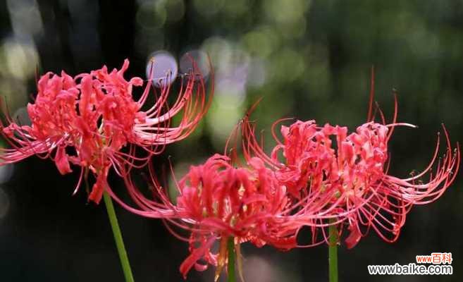 彼岸花的花语是什么?如何解读彼岸花的深层含义?