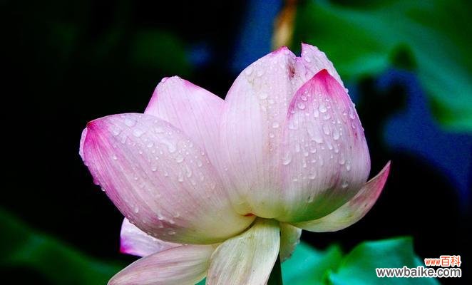 并蒂莲的花语是什么?如何用并蒂莲表达爱意?