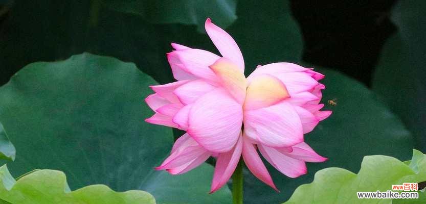 并蒂莲的花语是什么?如何用并蒂莲表达爱意?