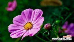 波斯菊的花语是什么？如何用波斯菊表达情感？