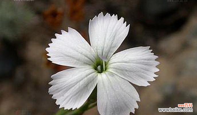 补血草的花语是什么?补血草象征着什么含义?